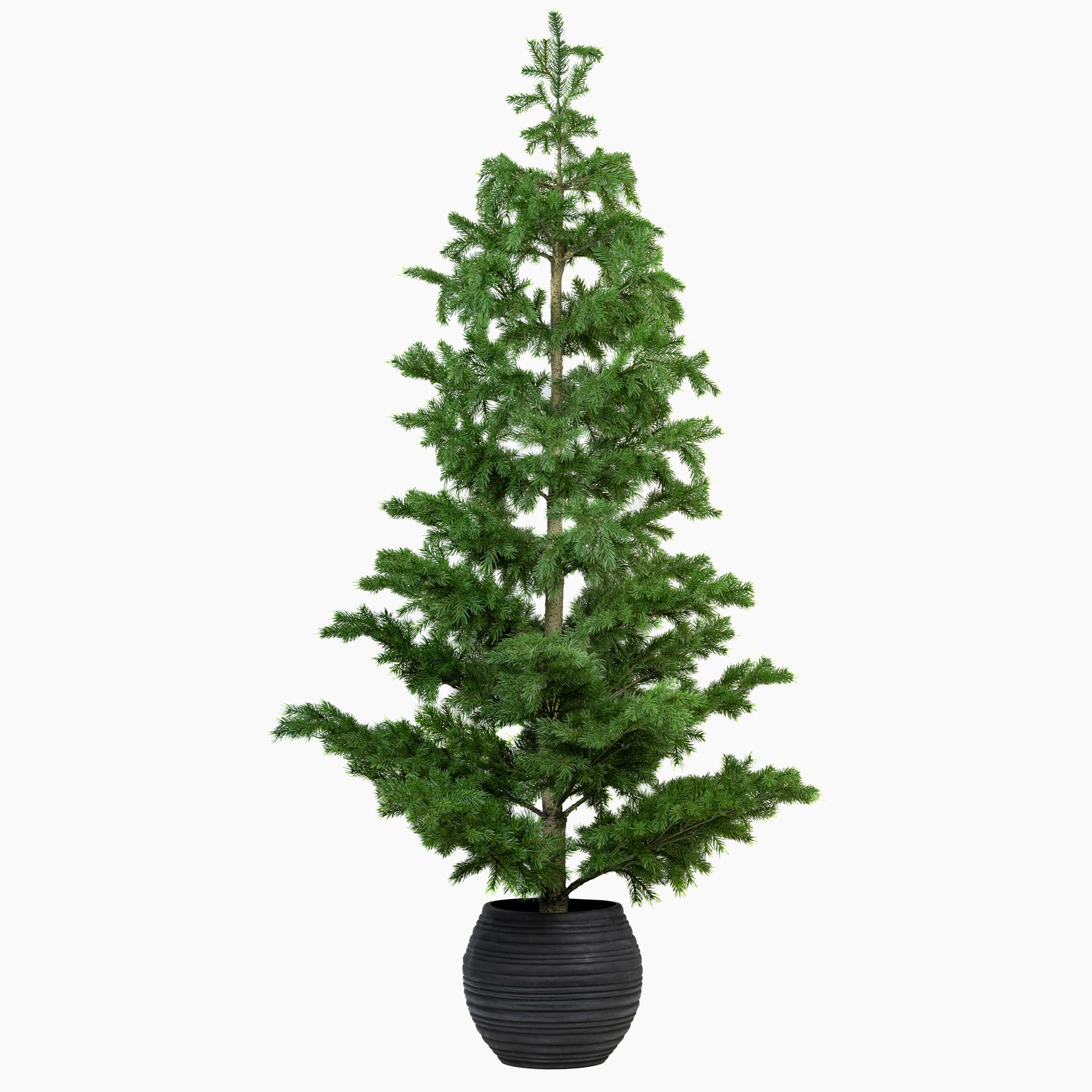 Pine Forest Christmas Tree (3ft)